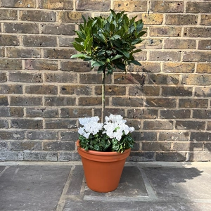 The Lollipop White Festive Planter - image 1