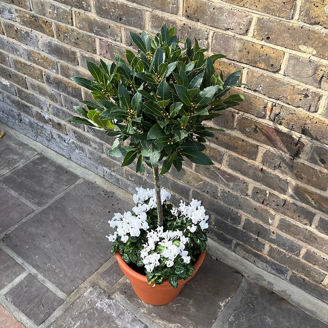 The Lollipop White Festive Planter - image 2