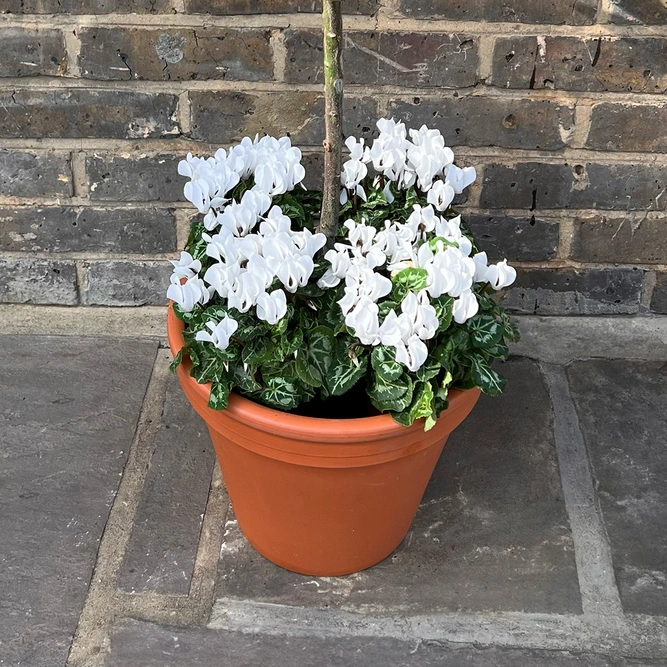 The Lollipop White Festive Planter - image 3