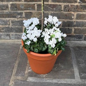 The Lollipop White Festive Planter - image 3