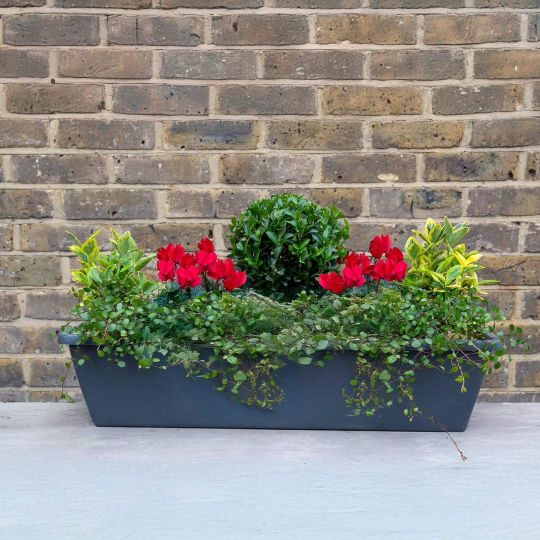 Window Box Uk The Notting Hill Window Box - The Boma Garden Centre
