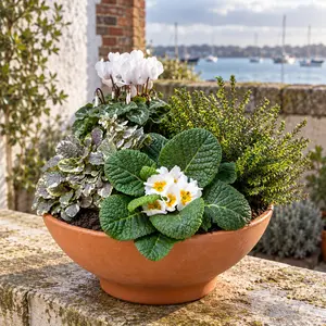 The Portsmouth Bowl (32cm) Ready-Planted Terracotta Bowl Planter - image 1