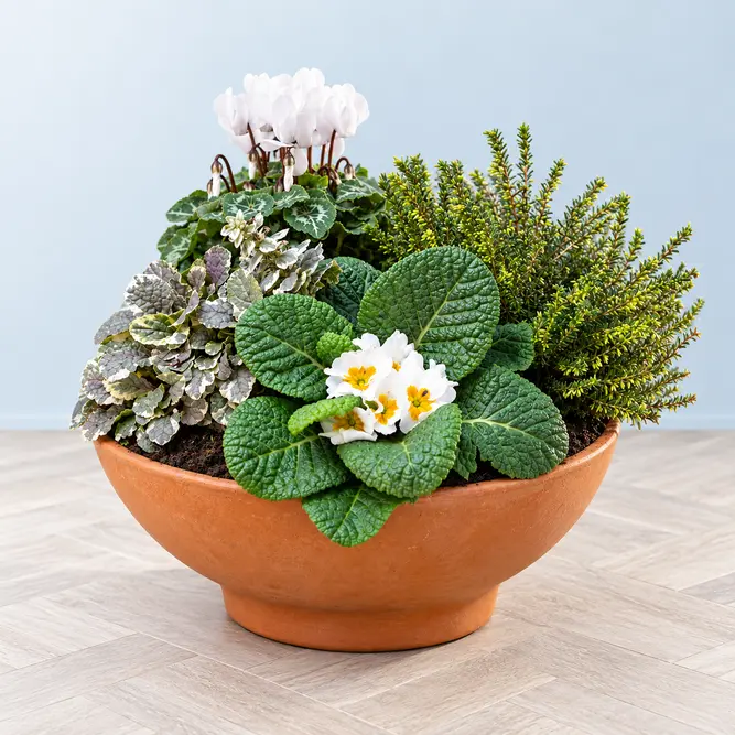 The Portsmouth Bowl (32cm) Ready-Planted Terracotta Bowl Planter - image 2