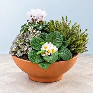The Portsmouth Bowl (32cm) Ready-Planted Terracotta Bowl Planter - image 2