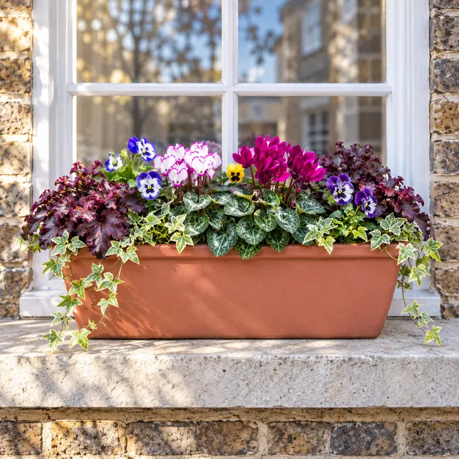 The Regent Window Box (52cm) Cyclamen, Viola , Heuchera , Hedera Window Planter - image 1