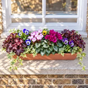 The Regent Window Box (52cm) Cyclamen, Viola , Heuchera , Hedera Window Planter - image 2