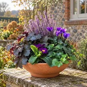 The Sussex Bowl (32cm) Ready-Planted Terracotta Bowl Planter - image 1