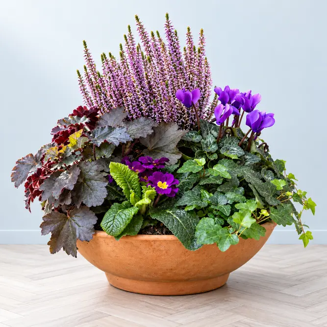 The Sussex Bowl (32cm) Ready-Planted Terracotta Bowl Planter - image 2