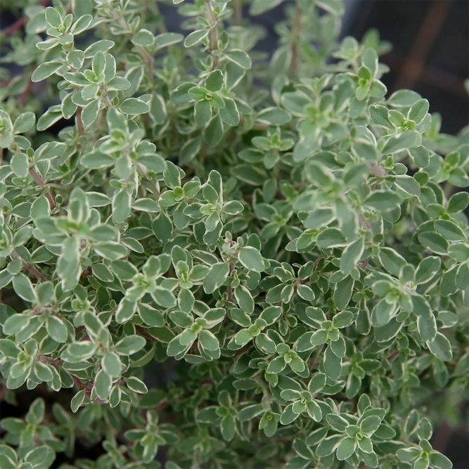 Thymus vulgaris 'Silver Queen' available at Boma Garden Centre source: David Stang. First published at ZipcodeZoo.com Photo by David J. Stang