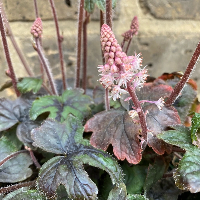 Tiarella 'Pink Skyrocket' (13cm) Foamflower - image 3