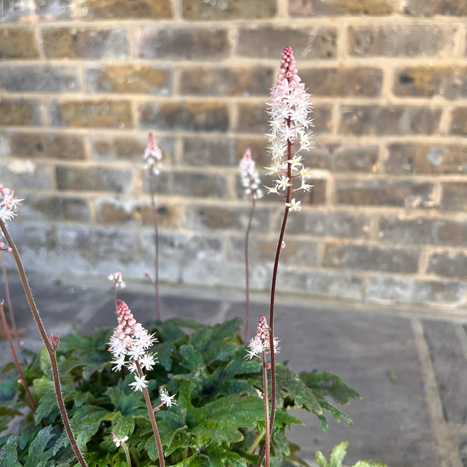 Tiarella 'Pink Skyrocket' (13cm) Foamflower - image 1