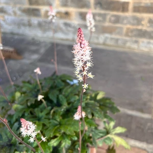 Tiarella 'Pink Skyrocket' (13cm) Foamflower - image 5