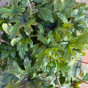 Tiarella 'Pink Skyrocket' (13cm) Foamflower - image 6