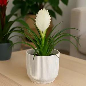 Tillandsia 'Cyanea Biancini' (Pot Size 9cm Height 35cm) White Quill Bromeliad - image 2