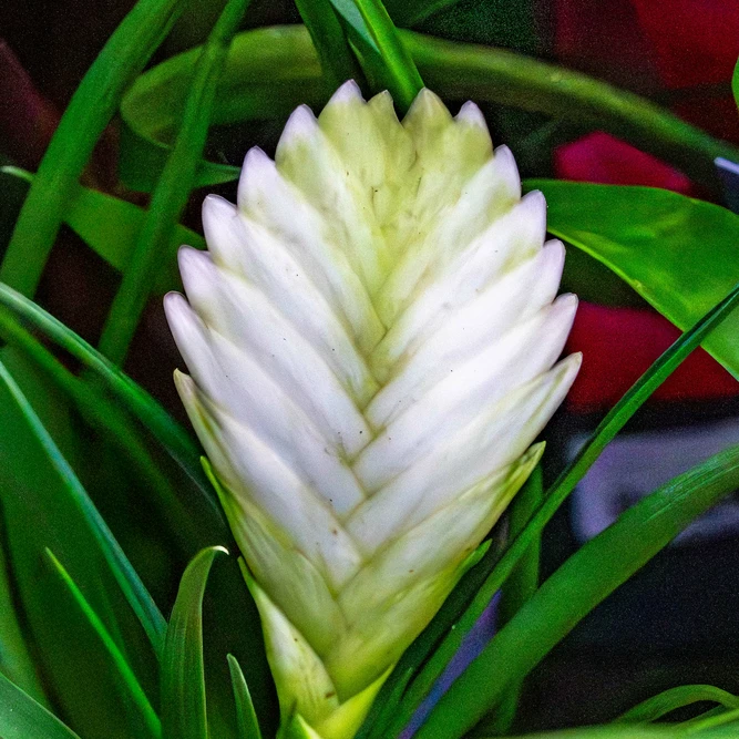 Tillandsia 'Cyanea Biancini' (Pot Size 9cm Height 35cm) White Quill Bromeliad - image 1