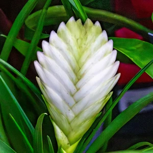 Tillandsia 'Cyanea Biancini' (Pot Size 9cm Height 35cm) White Quill Bromeliad - image 1