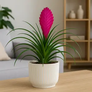 Tillandsia cyanea 'Pink' (Pot Size 5.5cm Height 25cm) Pink Quill Bromeliad - image 2
