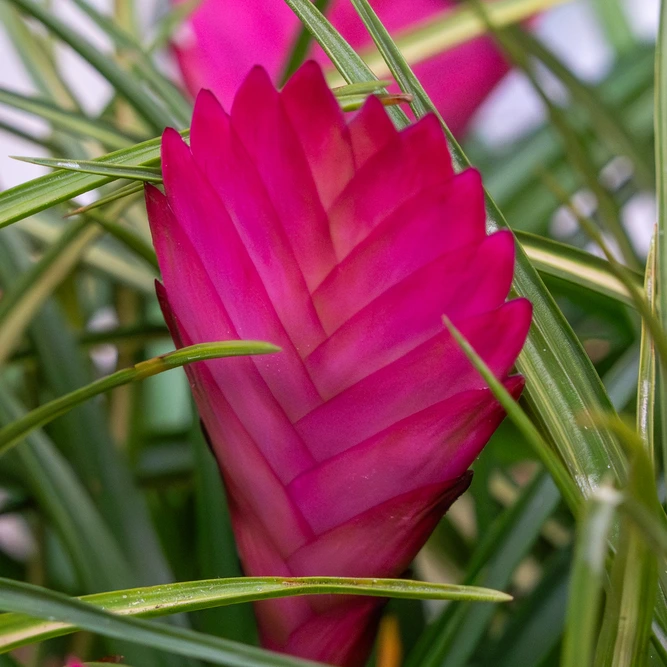 Tillandsia cyanea 'Pink' (Pot Size 5.5cm Height 25cm) Pink Quill Bromeliad - image 1