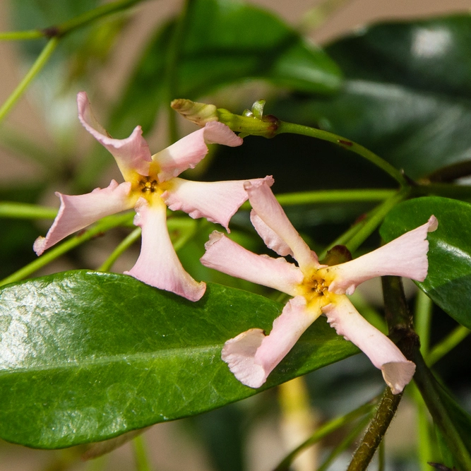 Trachelospermum asiaticum 'Pink Showers'  available at Boma Garden Centre image by Andesine