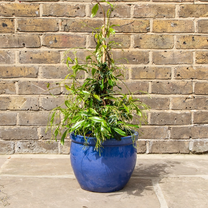 Trachelospermum asiaticum 'Pink Showers'  (Pot Size 3L) Pink Showers Star Jasmine - image 2