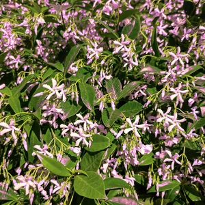 Trachelospermum asiaticum 'Pink Showers'  (Pot Size 3L) Pink Showers Star Jasmine - image 3