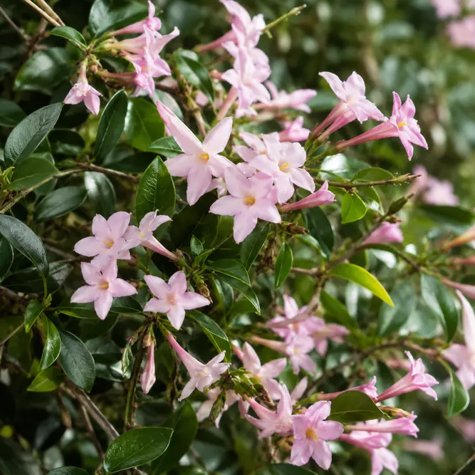 Trachelospermum asiaticum 'Pink Showers'  (Pot Size 3L) Pink Showers Star Jasmine
