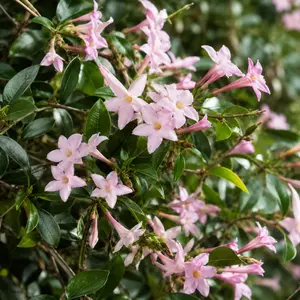Trachelospermum asiaticum 'Pink Showers' (Pot Size 3L) Pink Showers Star Jasmine