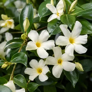 Trachelospermum 'Chili Vanilla' (Pot Size 3L) Star Jasmine