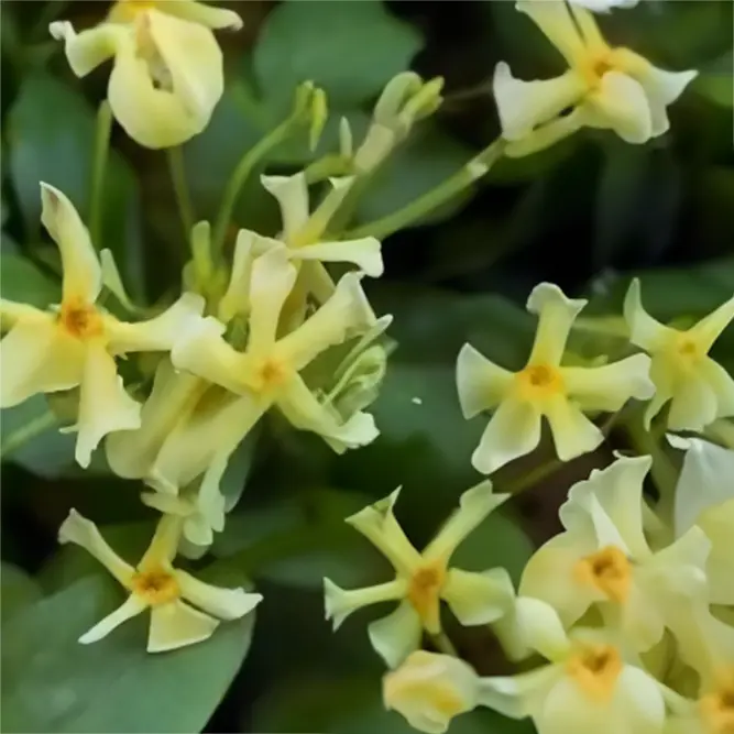 Trachelospermum 'Chili Vanilla'  (Pot Size 3L) Star Jasmine - image 2