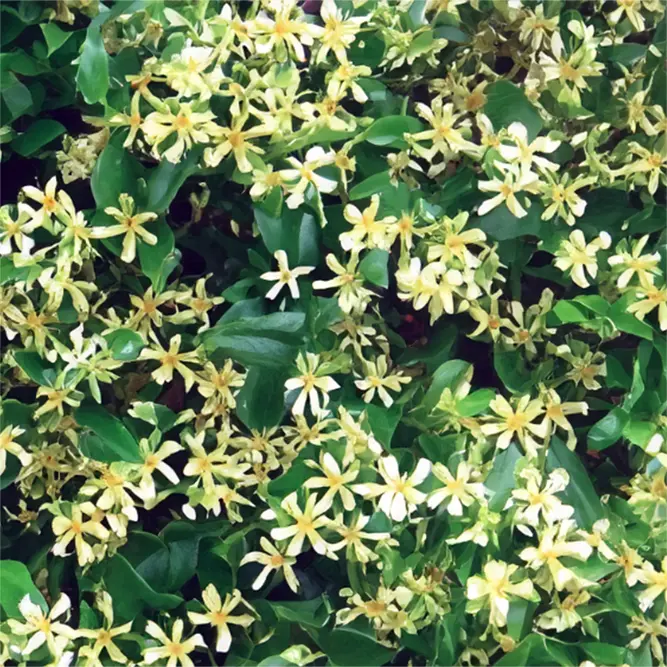 Trachelospermum 'Chili Vanilla'  (Pot Size 3L) Star Jasmine - image 3