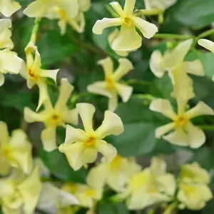 Trachelospermum asiaticum 'Pink Showers'  available at Boma Garden Centre image by Andesine