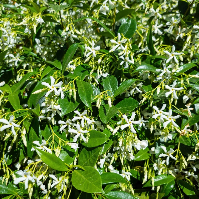Trachelospermum jasminoides ( Pot Size 2Ltr) Trachelospermum Star Jasmine