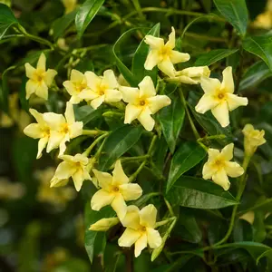 Trachelospermum jasminoides 'Star of Toscana' (Pot Size 3L)