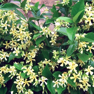 Trachelospermum jasminoides 'Star of Toscana' available at Boma Garden Centre image by oddharmonic