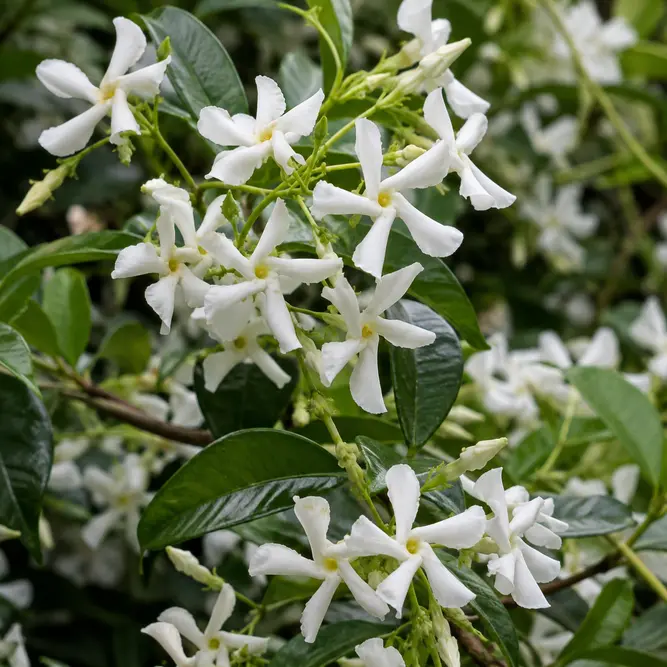 Trachelospermum jasminoides (Pot Size 5L) Trachelospermum Star Jasmine