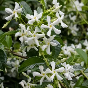 Trachelospermum jasminoides - Trachelospermum Star Jasmine