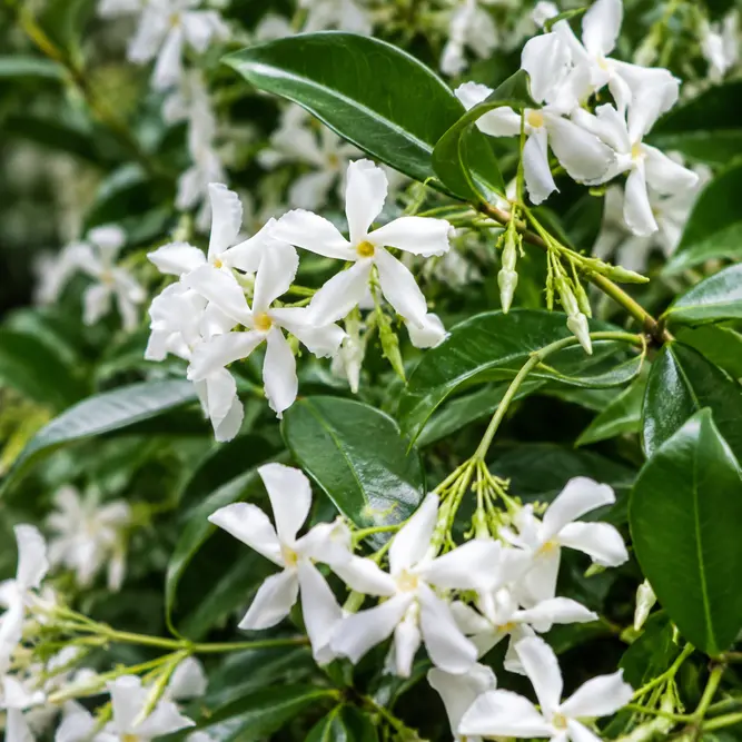 Trachelospermum jasminoides Tripod (Pot Size 3L) Trachelospermum Star Jasmine