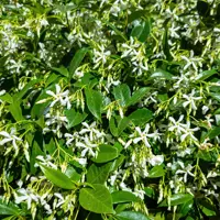 Trachelospermum (Star Jasmine)