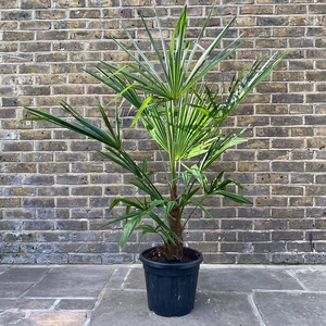 Trachycarpus Fortunei ( 32cm ) Windmill Palm - image 1