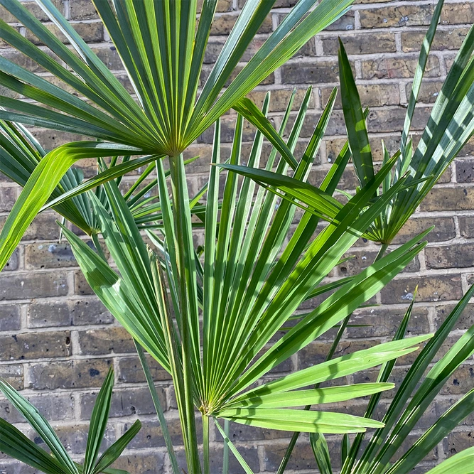 Trachycarpus Fortunei ( 32cm ) Windmill Palm - image 2