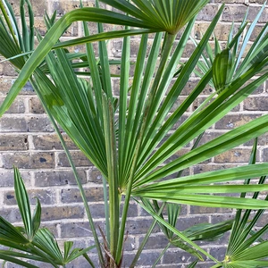 Trachycarpus Fortunei ( 32cm ) Windmill Palm - image 3