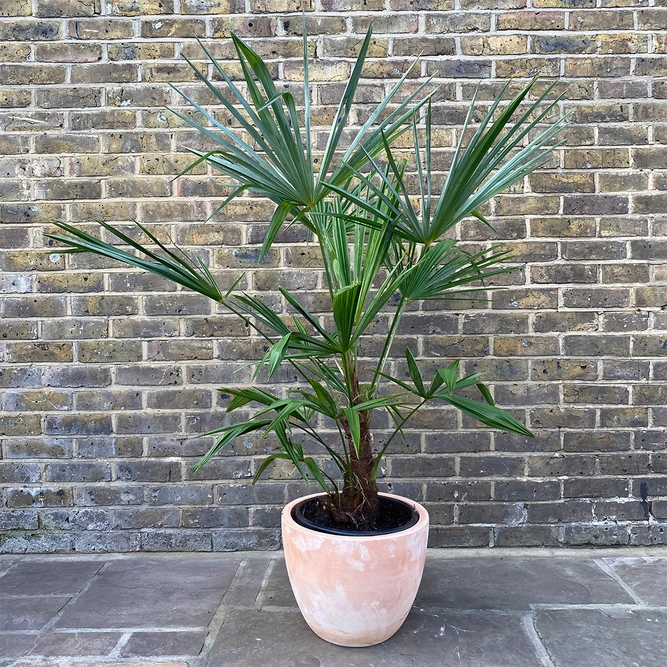 Trachycarpus Fortunei ( 32cm ) Windmill Palm - image 4