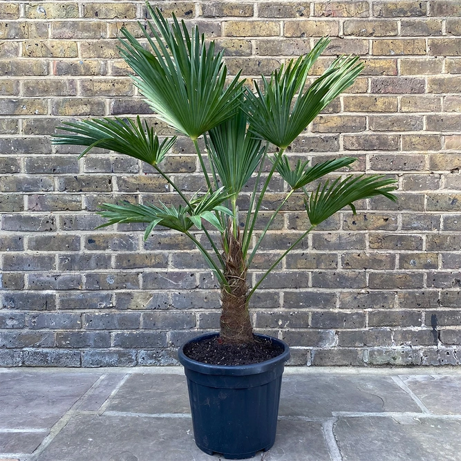 Trachycarpus  Wagnerianus ( 32cm ) Wagners Fan Palm - image 1