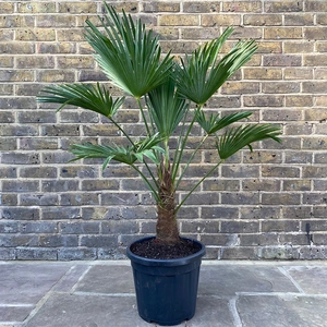 Trachycarpus  Wagnerianus ( 32cm ) Wagners Fan Palm - image 1