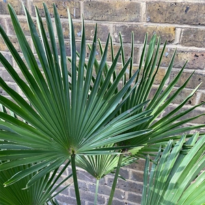 Trachycarpus  Wagnerianus ( 32cm ) Wagners Fan Palm - image 2