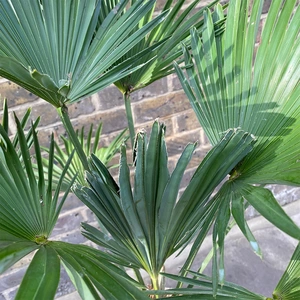 Trachycarpus  Wagnerianus ( 32cm ) Wagners Fan Palm - image 3