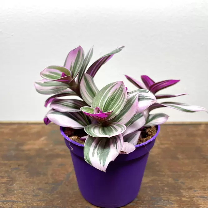 Tradescantia albiflora 'Nanouk' (Pot Size 7cm) - image 2