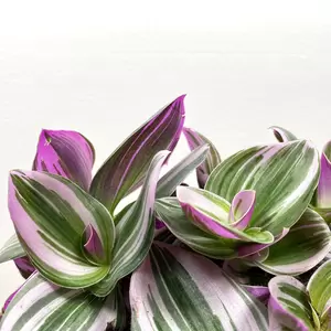 Tradescantia albiflora 'Nanouk' (Pot Size 7cm) - image 2