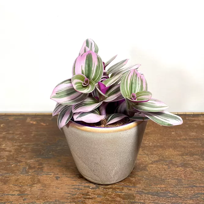 Tradescantia albiflora 'Nanouk' (Pot Size 7cm) - image 1