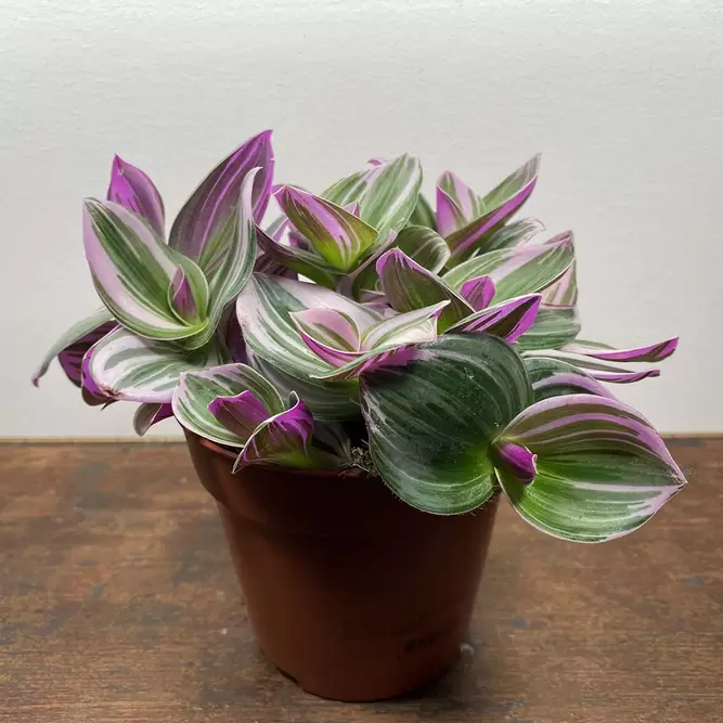 Tradescantia albiflora 'Nanouk' (Pot Size 12cm) - image 2